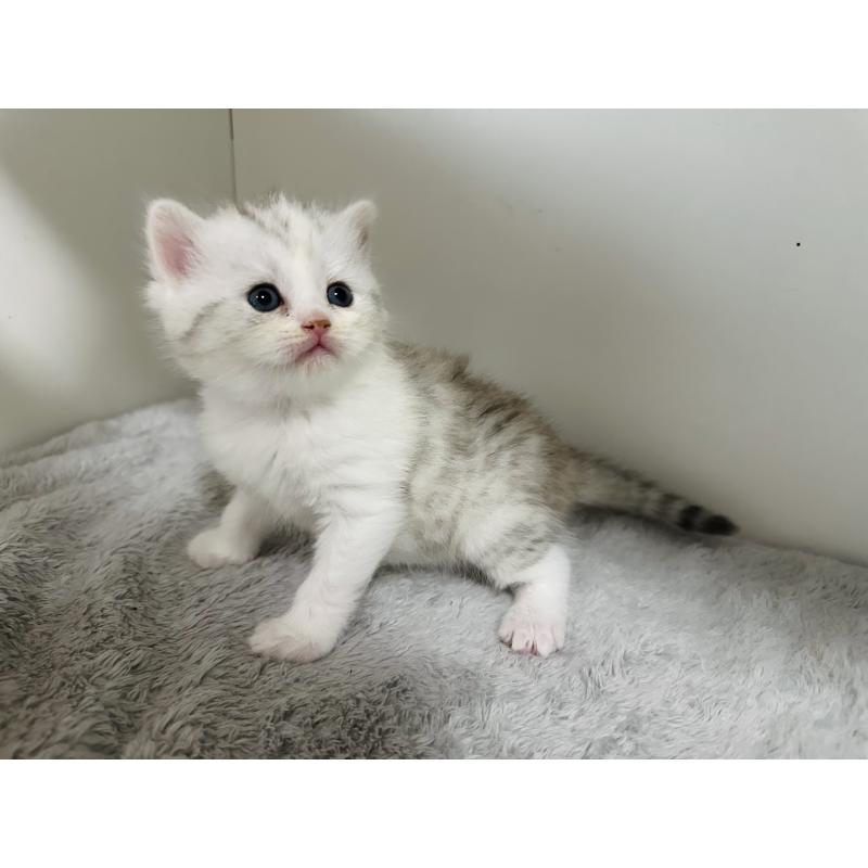 販売中の千葉県のミヌエット-140204の4枚目