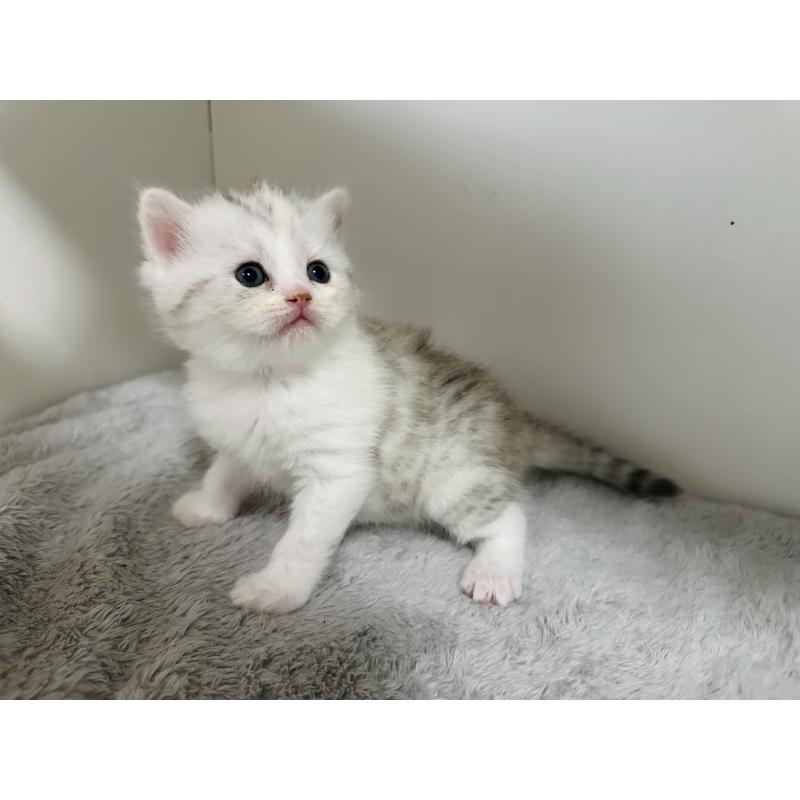 販売中の千葉県のミヌエット-140204の3枚目