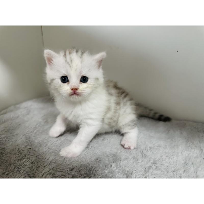 販売中の千葉県のミヌエット-140204の2枚目