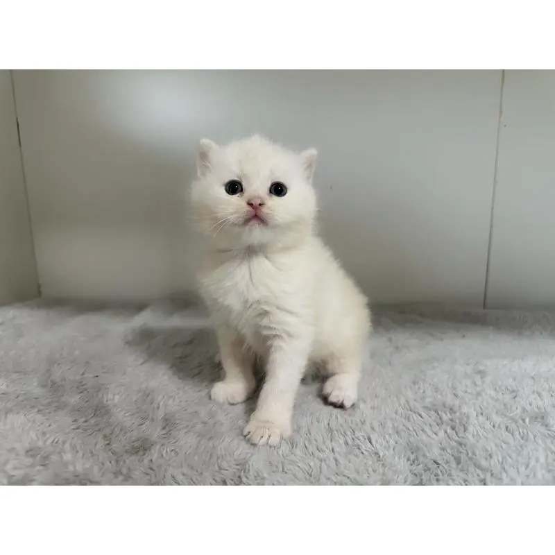 販売中の千葉県のミヌエット-140203の6枚目