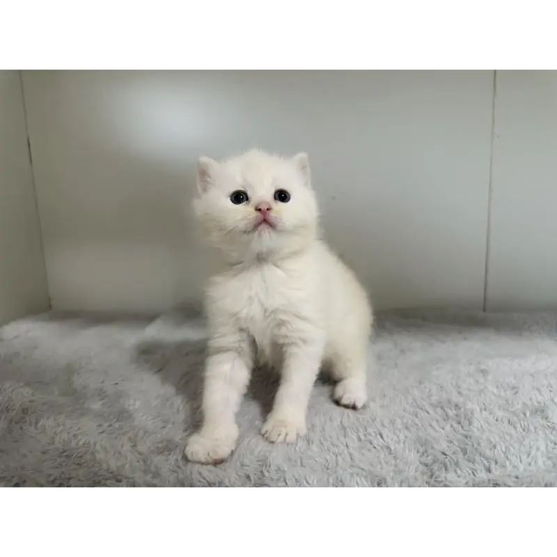 販売中の千葉県のミヌエット-140203の5枚目