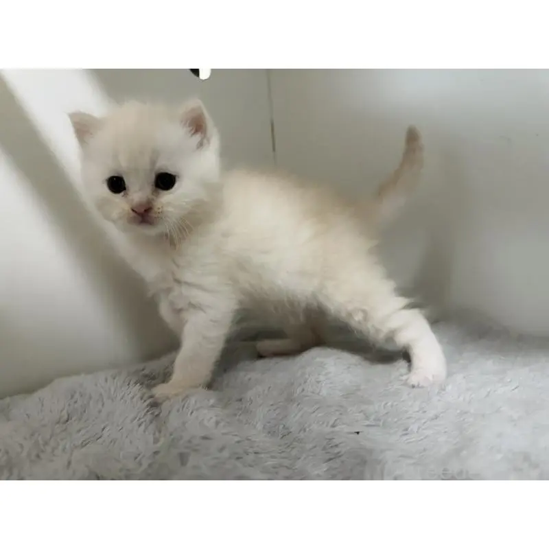 販売中の千葉県のミヌエット-140203の4枚目