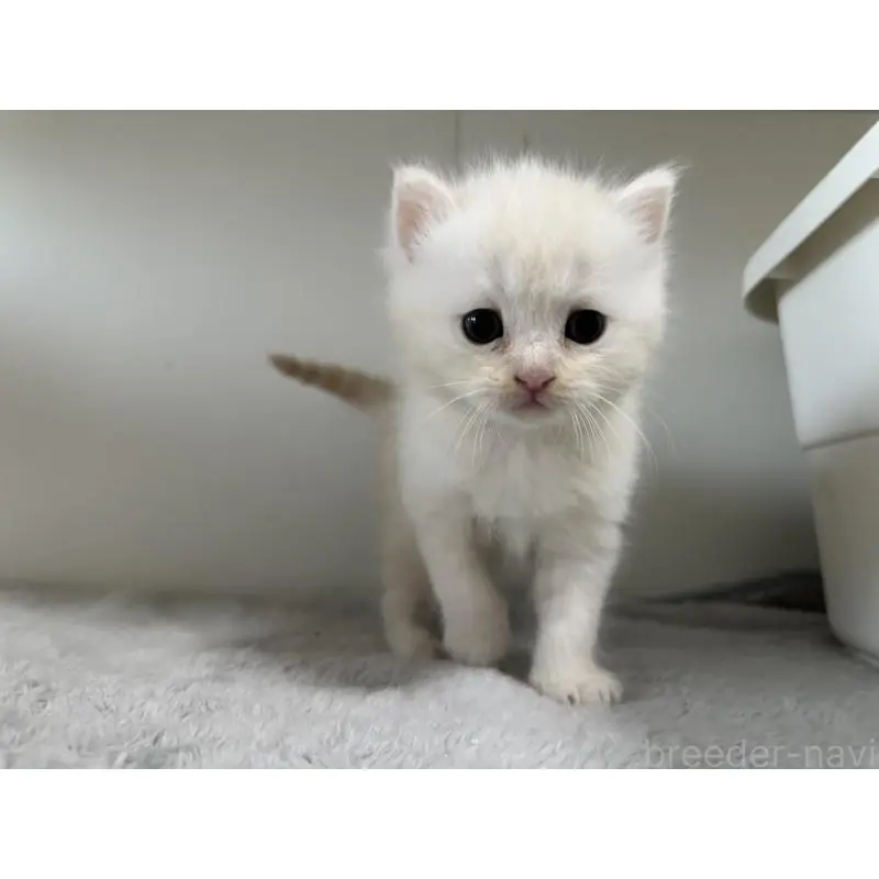 販売中の千葉県のミヌエット-140203の3枚目