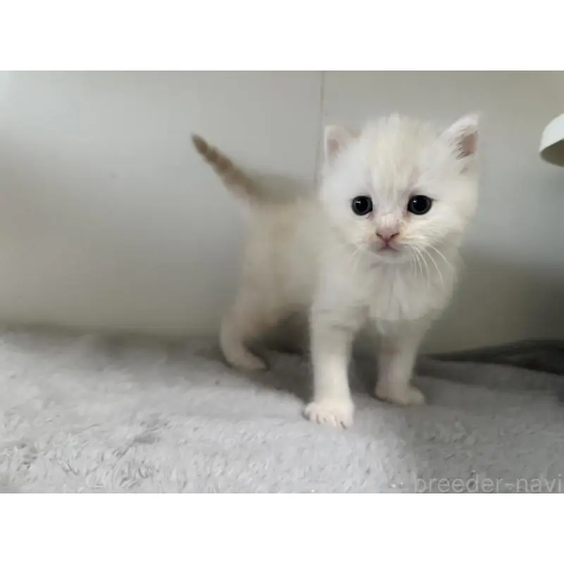 販売中の千葉県のミヌエット-140203の2枚目