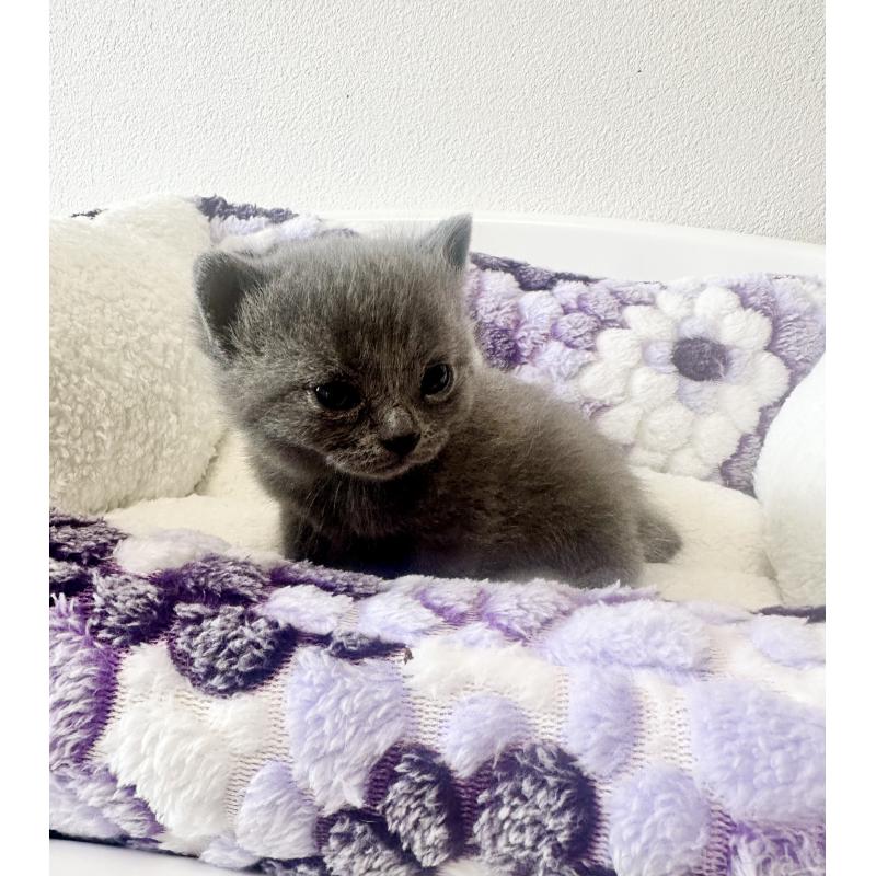 販売中の香川県のブリティッシュロングヘア-140206の5枚目