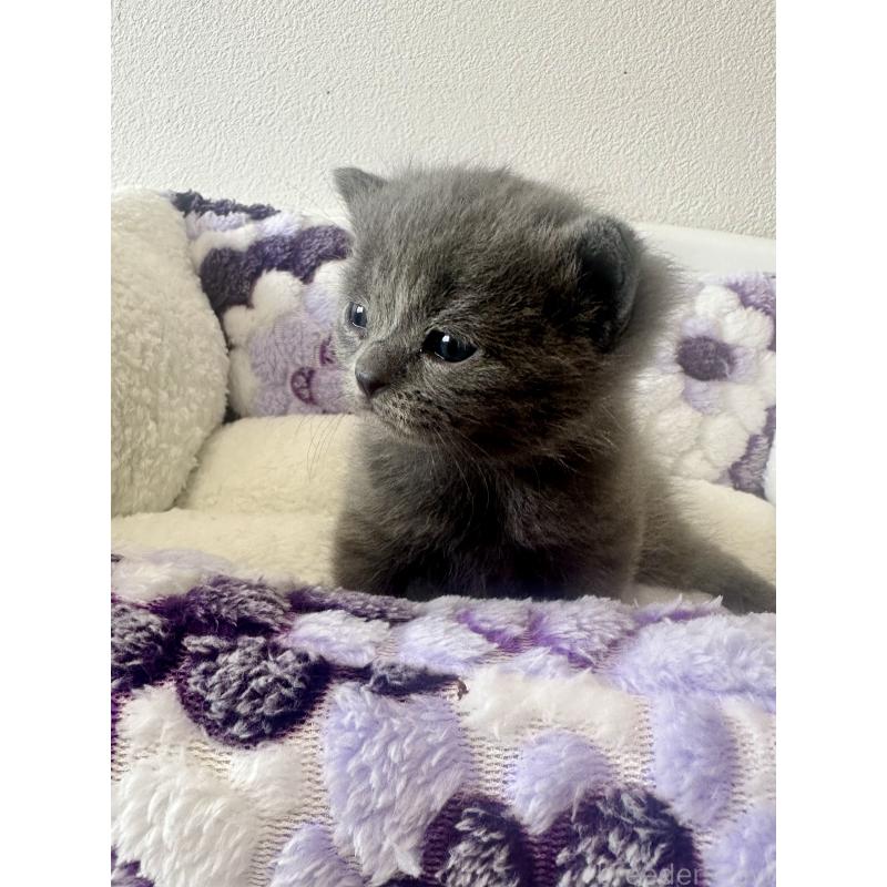 販売中の香川県のブリティッシュロングヘア-140206の4枚目