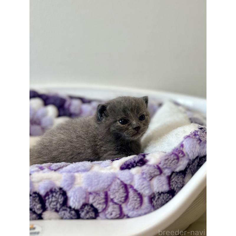 販売中の香川県のブリティッシュロングヘア-140206の3枚目