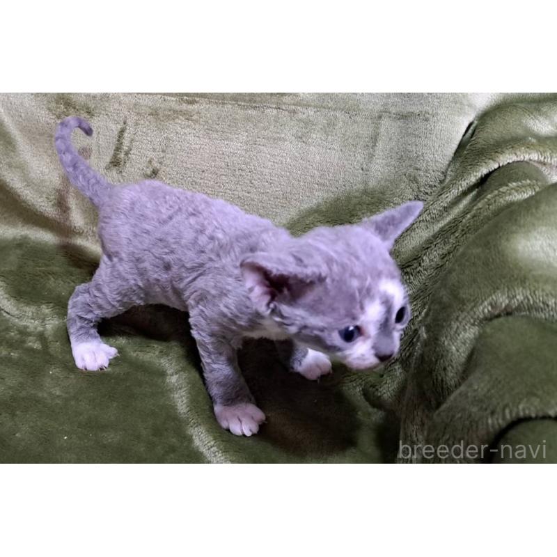 販売中の山梨県のデボンレックス-140165の11枚目