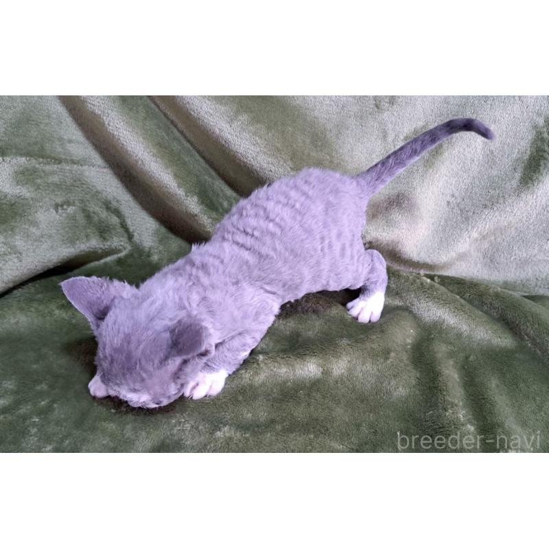 販売中の山梨県のデボンレックス-140165の10枚目