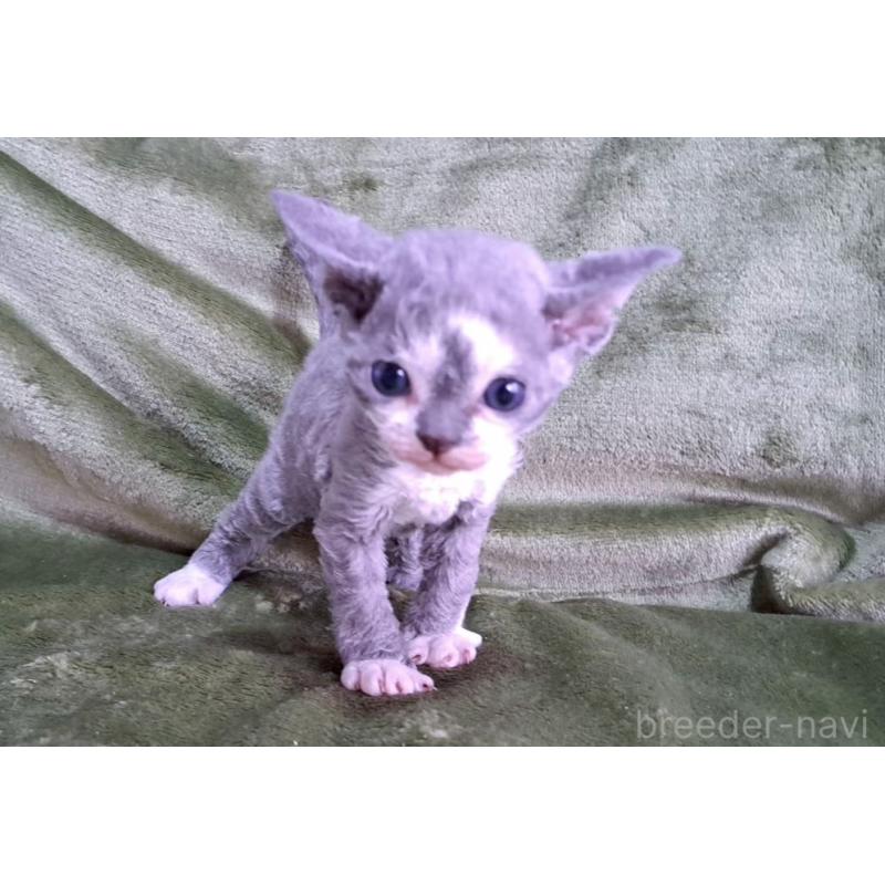 販売中の山梨県のデボンレックス-140165の9枚目