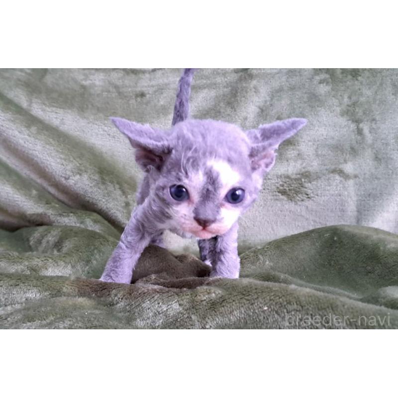 販売中の山梨県のデボンレックス-140165の7枚目