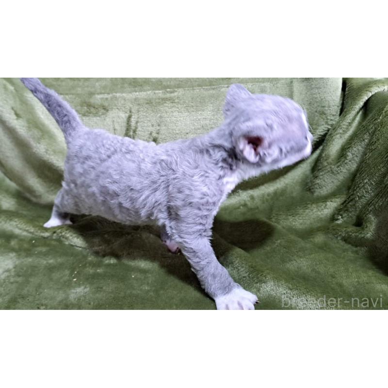 販売中の山梨県のデボンレックス-140165の8枚目