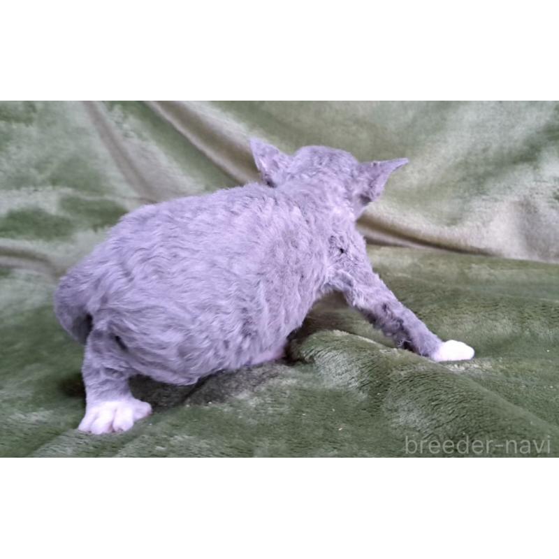 販売中の山梨県のデボンレックス-140165の6枚目