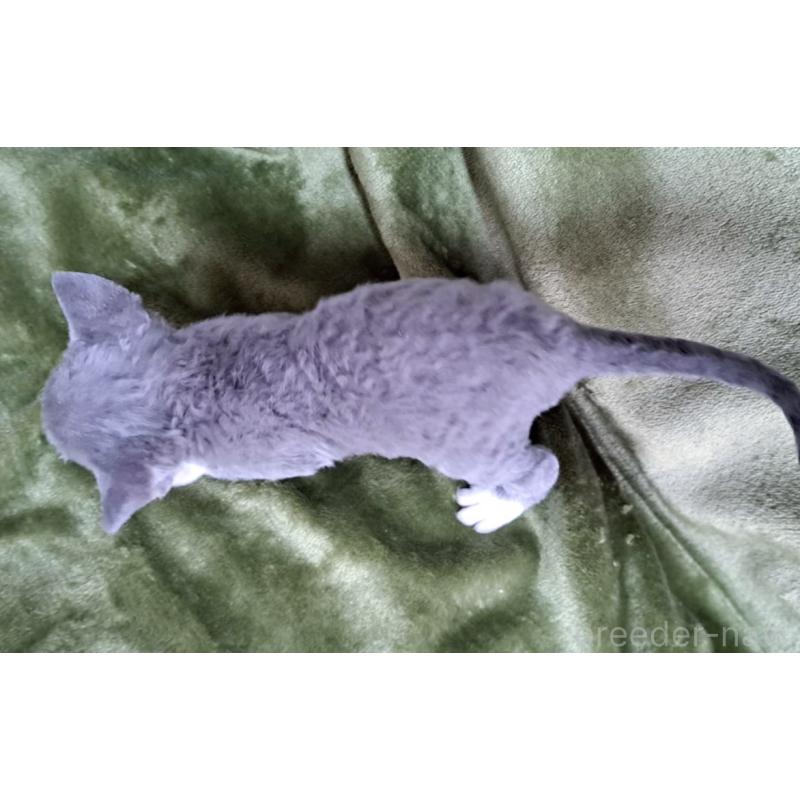 販売中の山梨県のデボンレックス-140165の5枚目