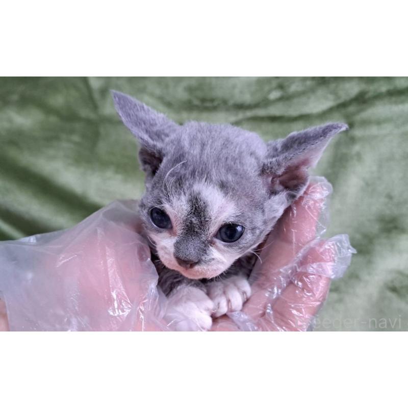 販売中の山梨県のデボンレックス-140165の4枚目