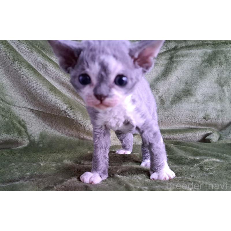 販売中の山梨県のデボンレックス-140165の2枚目