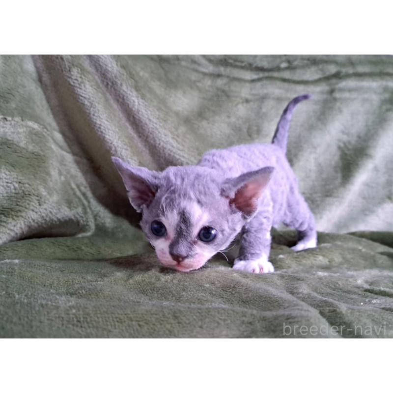 販売中の山梨県のデボンレックス-140165の3枚目