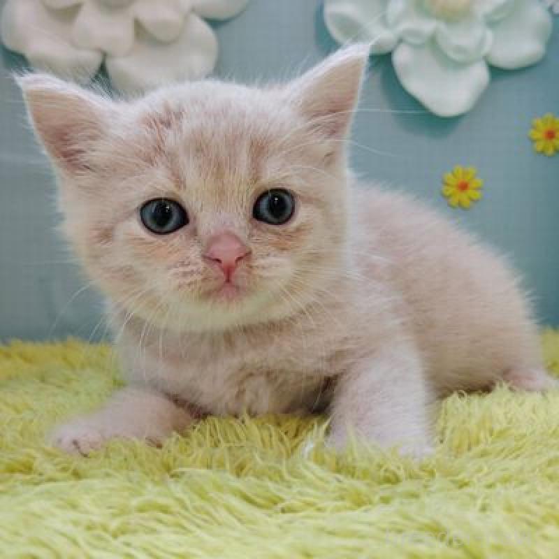 販売中の北海道のスコティッシュフォールド-137775