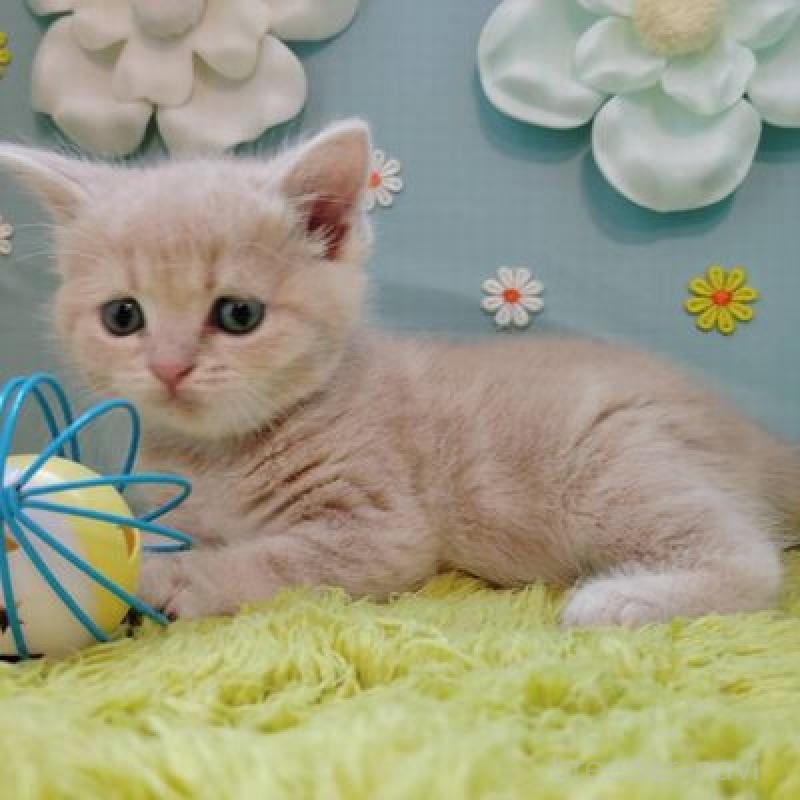 販売中の北海道のスコティッシュフォールド-137773