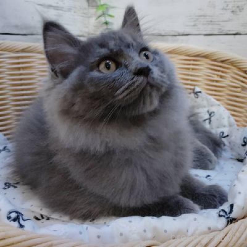 販売中の北海道のサイベリアン-137526