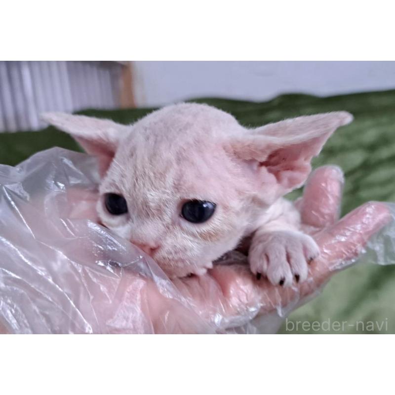 販売中の山梨県のデボンレックス-140166の9枚目