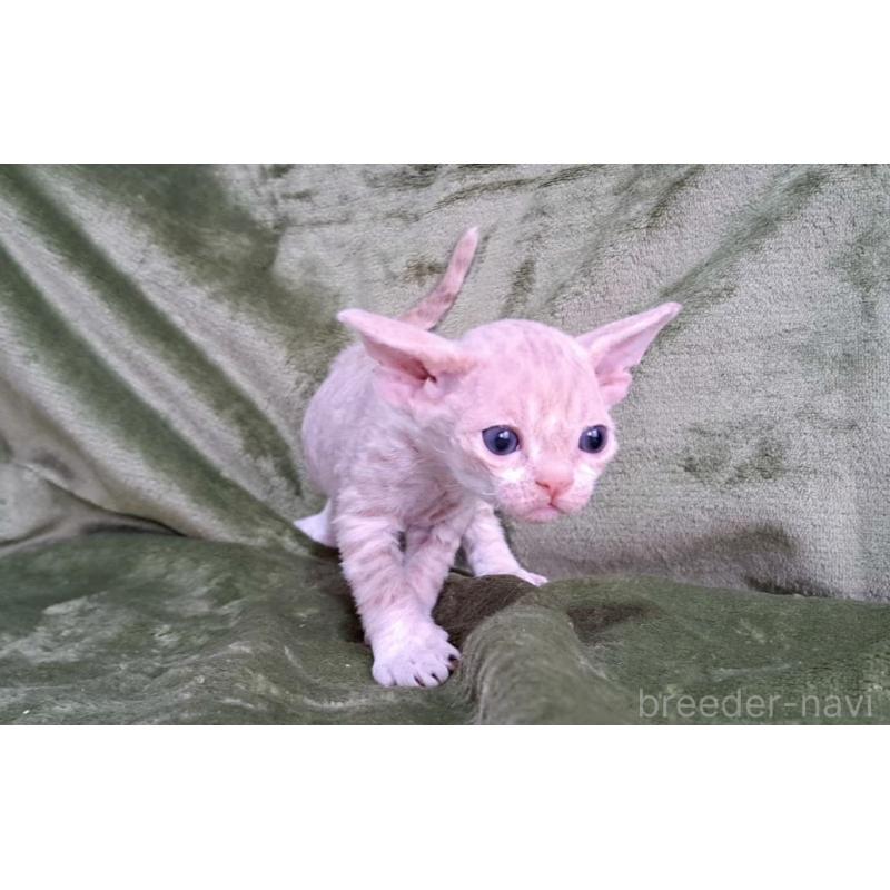 販売中の山梨県のデボンレックス-140166の8枚目