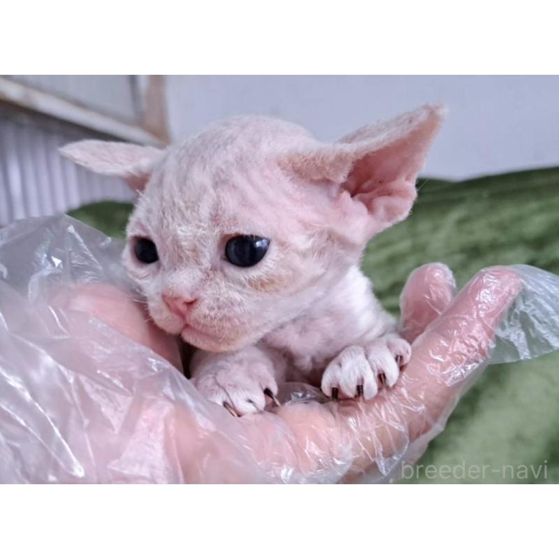 販売中の山梨県のデボンレックス-140166の7枚目