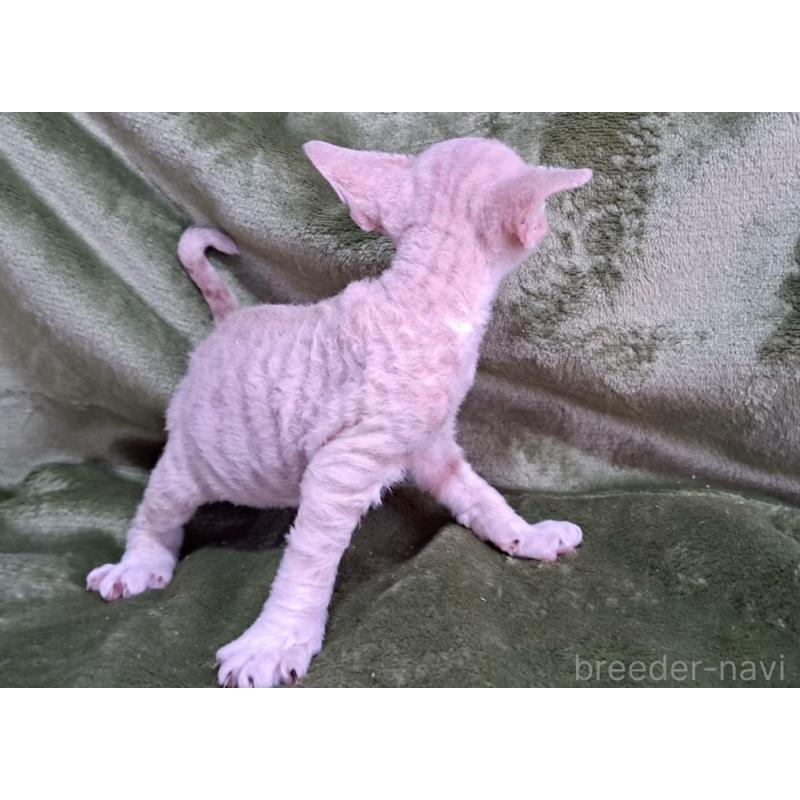 販売中の山梨県のデボンレックス-140166の6枚目