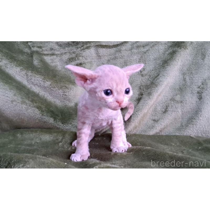 販売中の山梨県のデボンレックス-140166の5枚目