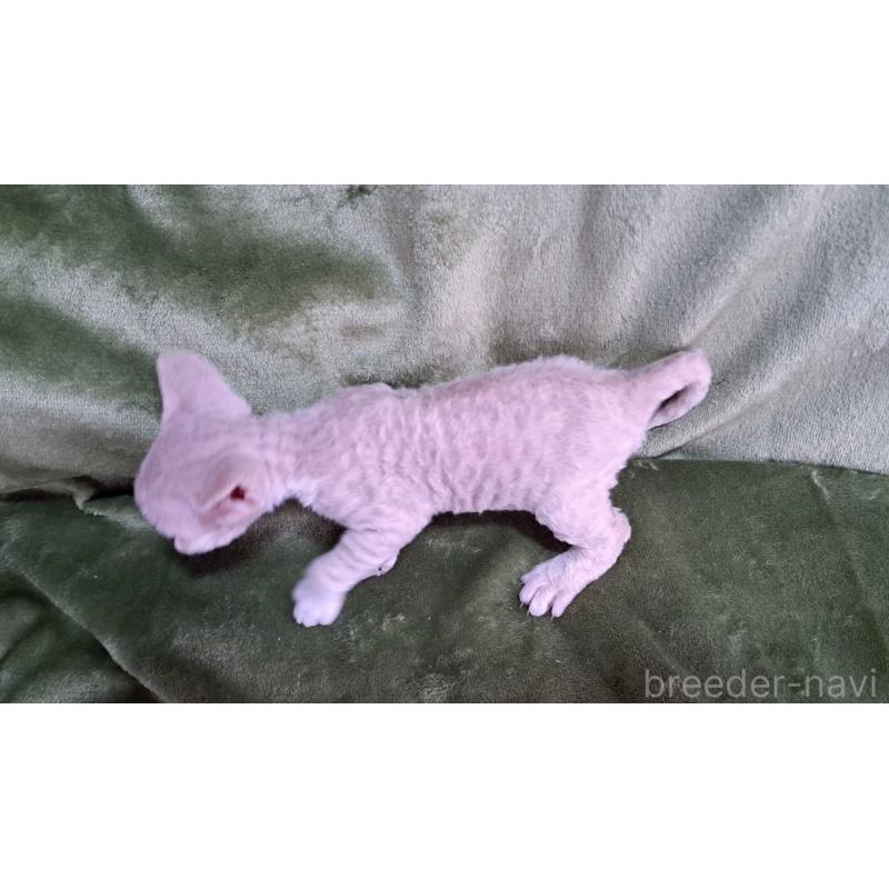 販売中の山梨県のデボンレックス-140166の4枚目