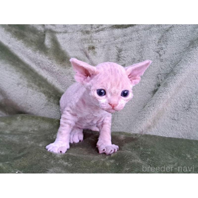 販売中の山梨県のデボンレックス-140166の3枚目