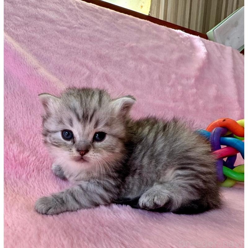 販売中の千葉県のサイベリアン-140167の6枚目