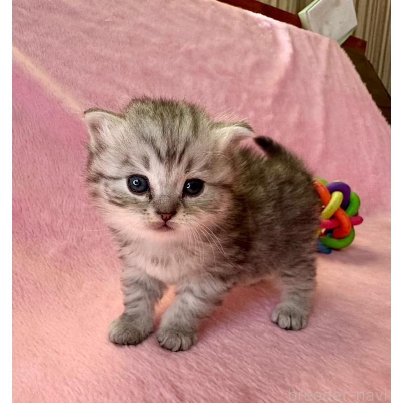 販売中の千葉県のサイベリアン-140167の5枚目