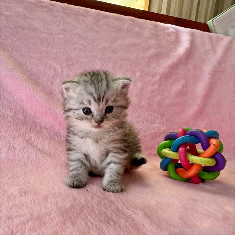 販売中の千葉県のサイベリアン-140167の4枚目