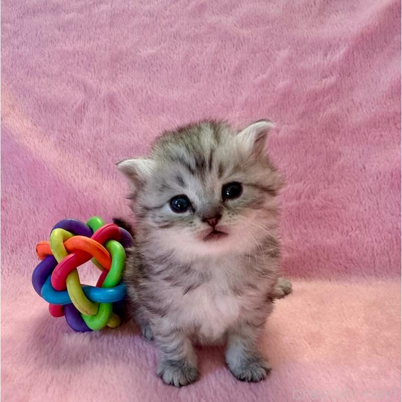 販売中の千葉県のサイベリアン-140167の2枚目