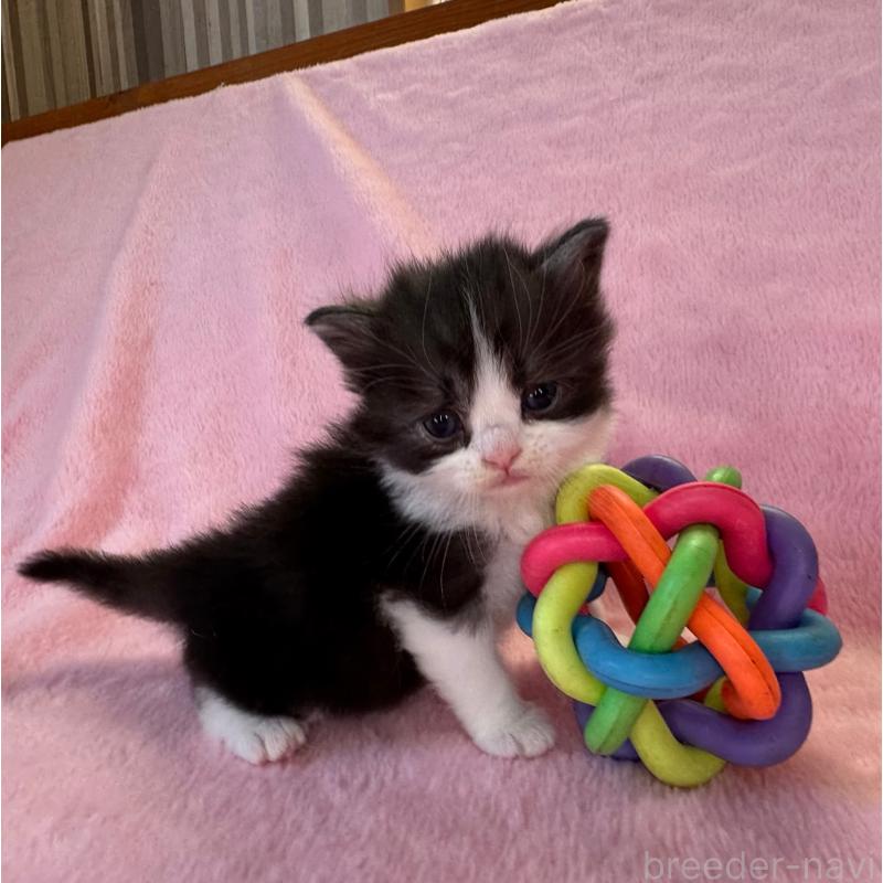 販売中の千葉県のサイベリアン-140168の6枚目