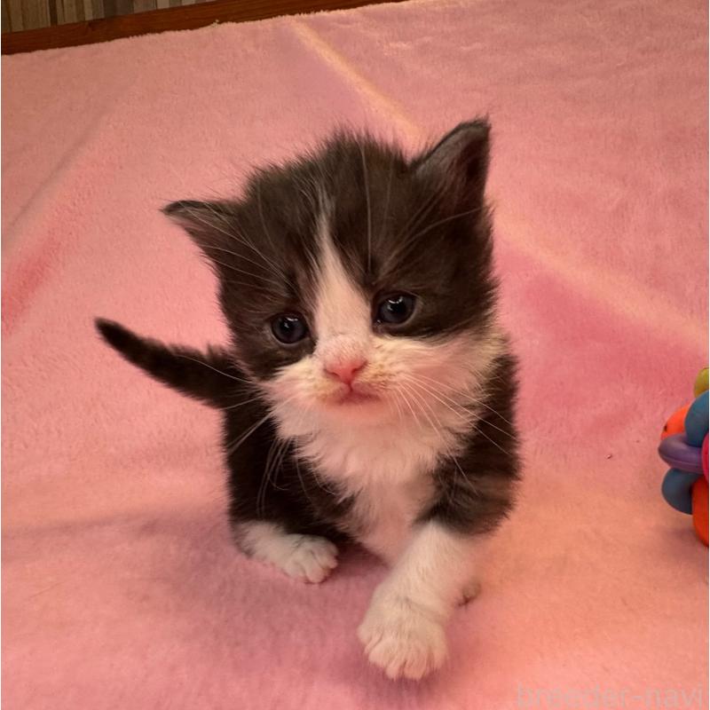 販売中の千葉県のサイベリアン-140168の5枚目