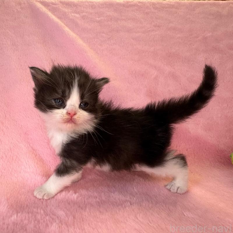 販売中の千葉県のサイベリアン-140168の4枚目