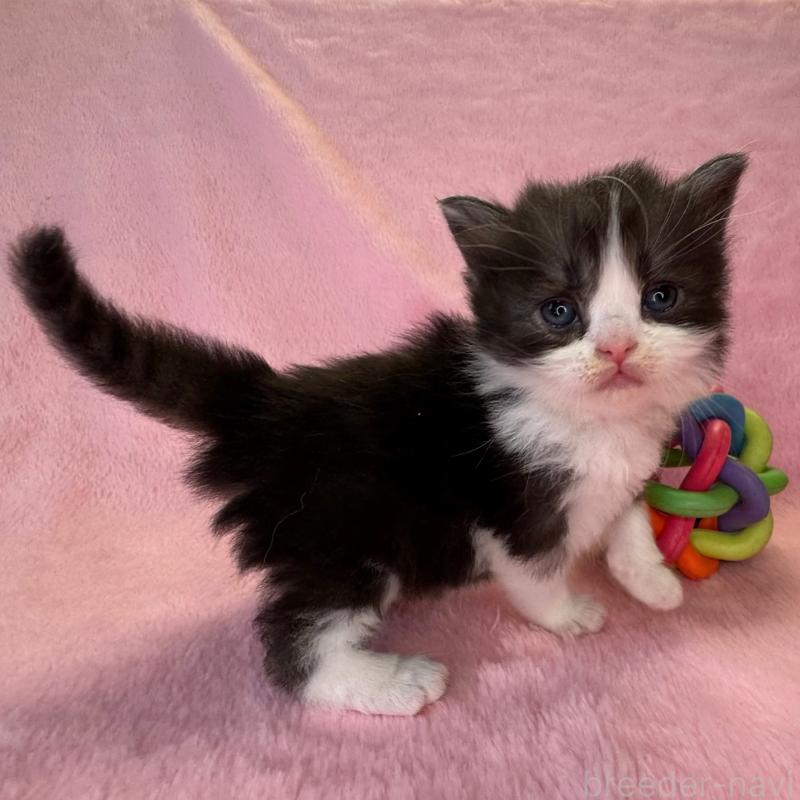 販売中の千葉県のサイベリアン-140168の3枚目