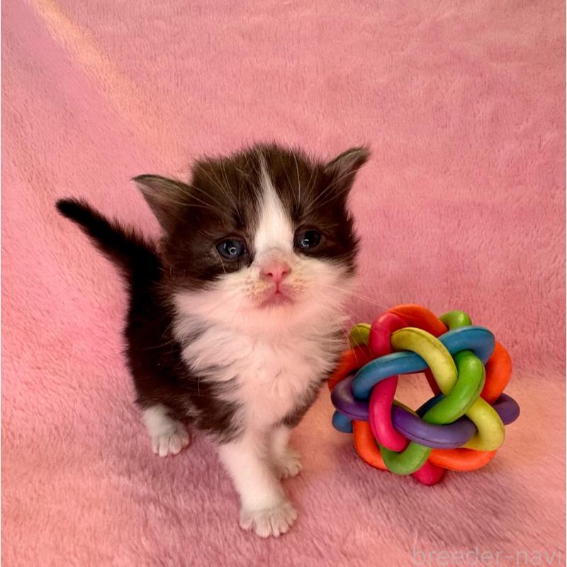 販売中の千葉県のサイベリアン-140168の2枚目