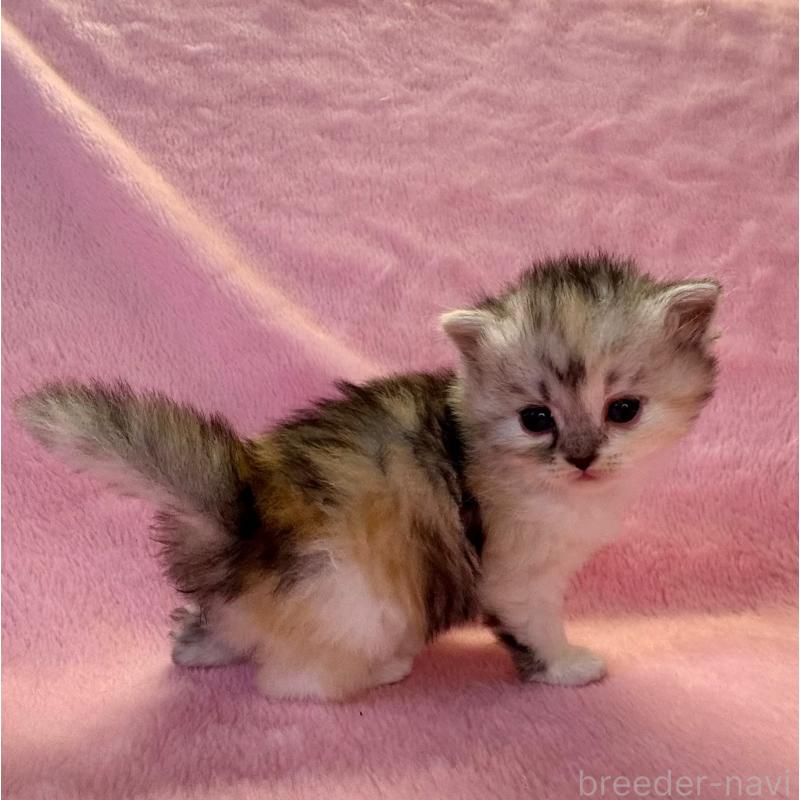 販売中の千葉県のサイベリアン-140169の5枚目