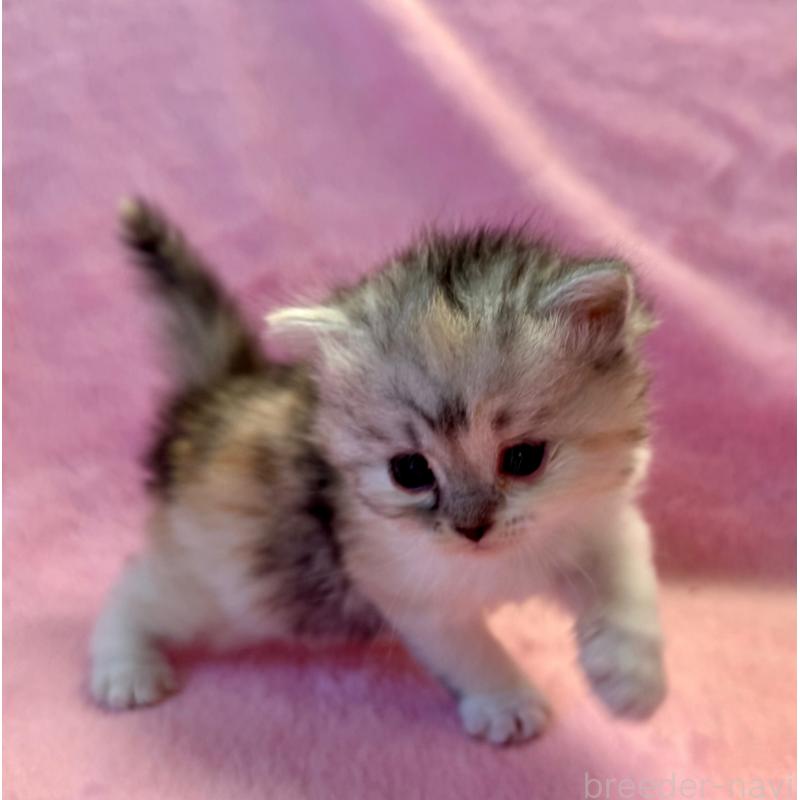 販売中の千葉県のサイベリアン-140169の4枚目