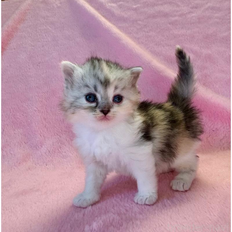 販売中の千葉県のサイベリアン-140169の3枚目