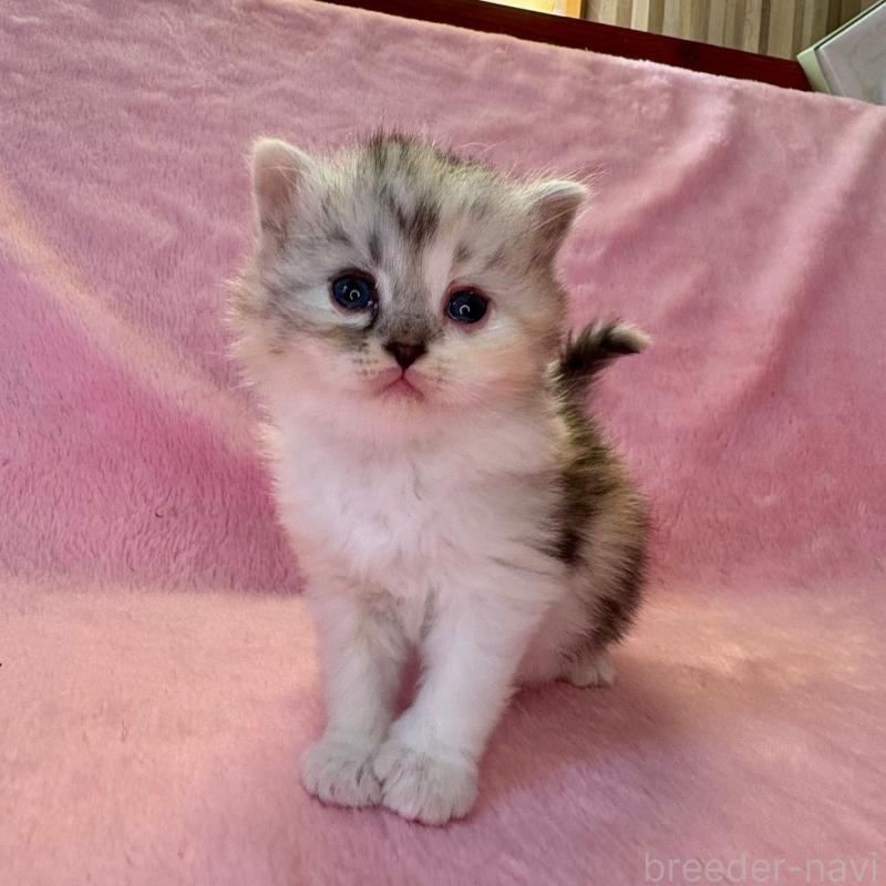 販売中の千葉県のサイベリアン-140169の2枚目