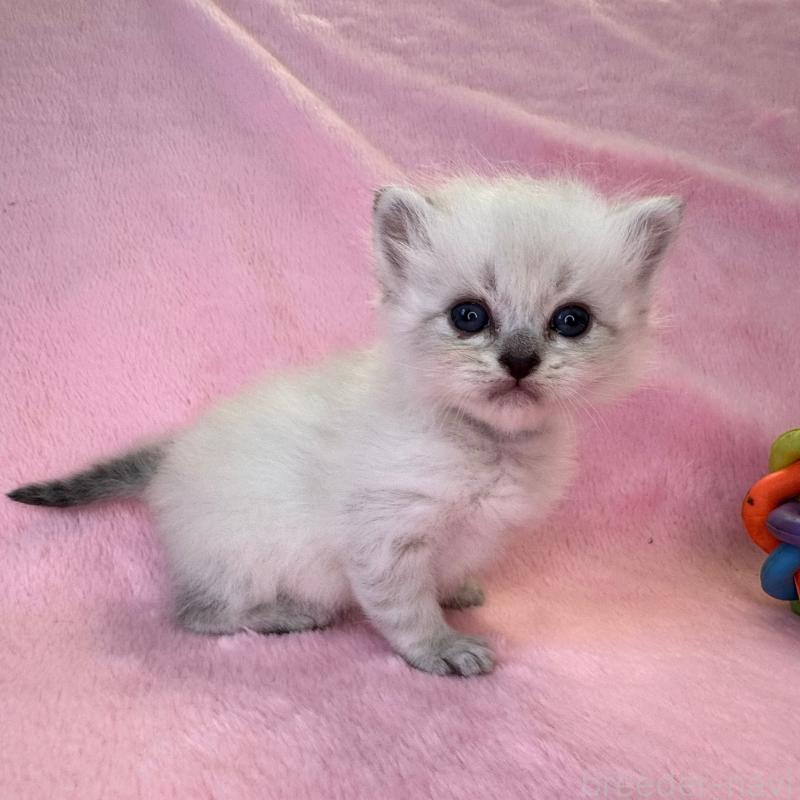 販売中の千葉県のサイベリアン-140170