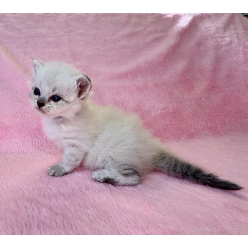 販売中の千葉県のサイベリアン-140170の3枚目