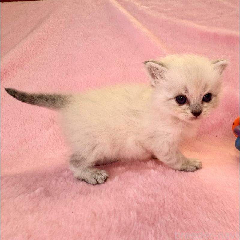 販売中の千葉県のサイベリアン-140170の2枚目