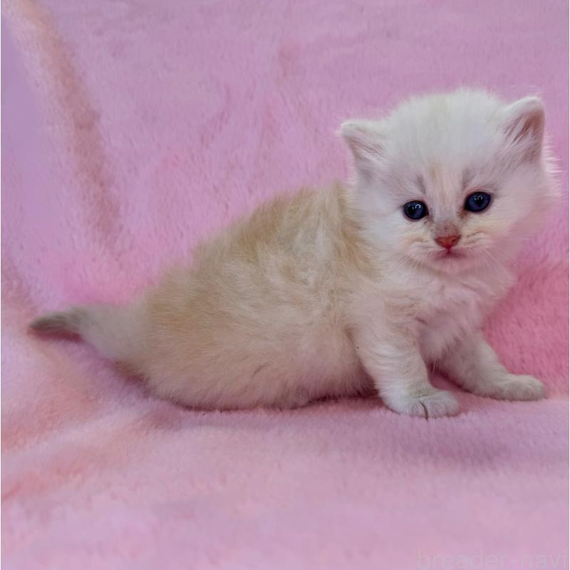 販売中の千葉県のサイベリアン-140171の4枚目