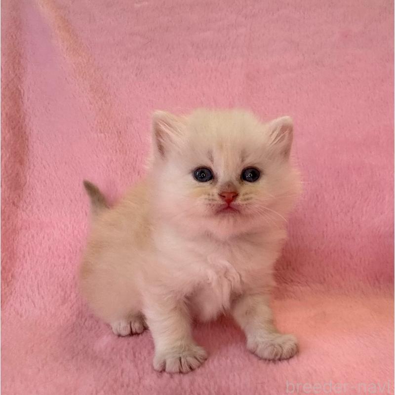 販売中の千葉県のサイベリアン-140171の3枚目