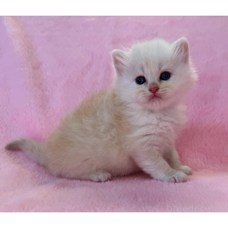 販売中の千葉県のサイベリアン-140171の2枚目